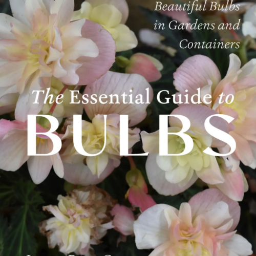 Book Cover: The Essential Guide to Bulbs by Jenny Rose Carey